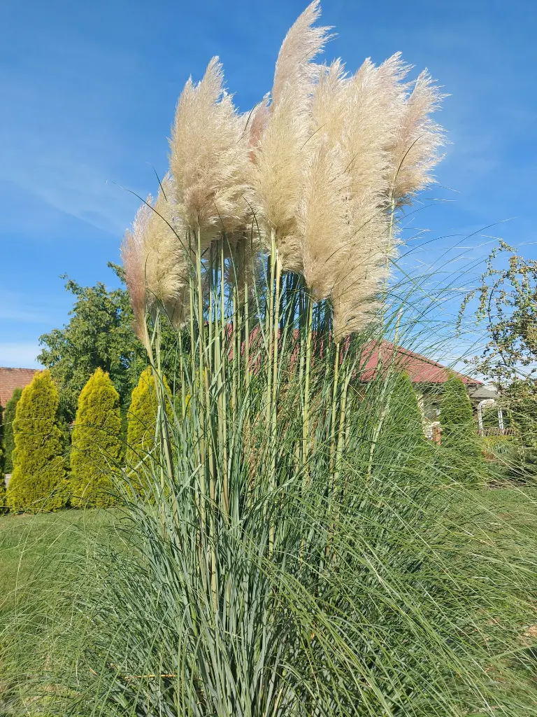 Trawa pampasowa_(2).webp