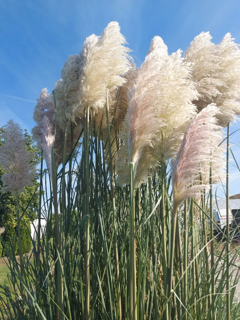 Trawa pampasowa_(3).webp